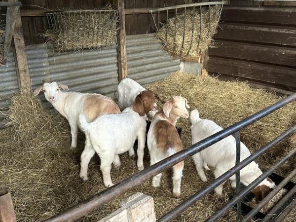 Image 1 of 11 week old wether goat kids