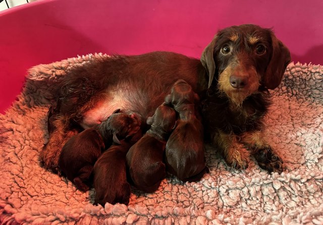 Image 2 of !*last boy left*! Quality miniature dachshund puppies