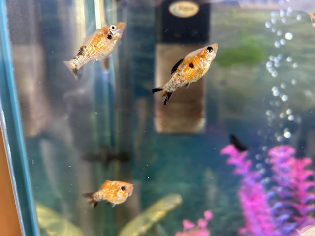 Tropical Baby Molly fish — Pets & Animals in Witham
