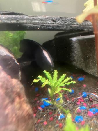 Image 4 of Black Ghost knife fish for sale