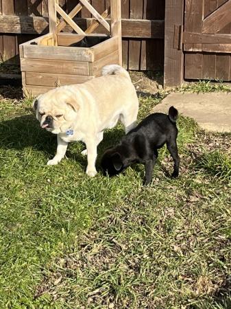Image 15 of 3 year old female & 2 year old male pugs for sale