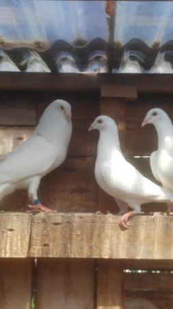 Image 3 of PURE WHITE RACING PIGEON FOR SALE