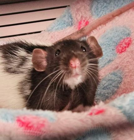 Image 4 of 6 month old duo male rats
