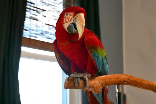 Image 1 of Wanted  parrots rehoming service for large parrots
