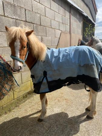 Image 32 of Pair of Cute Dartmoor Hill Ponies Future Kids Lead Reins.