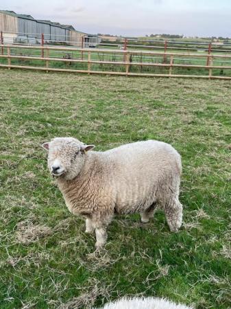 Image 1 of 3 beautiful pedigree ryeland ewes
