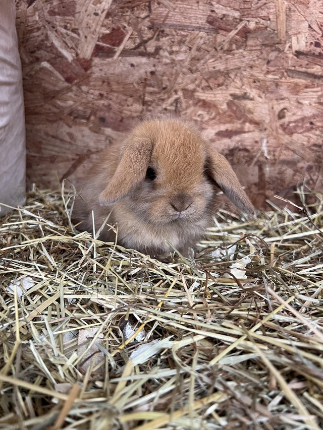 Preview of the first image of Mini lop rabbits baby bunnies.