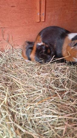 Image 3 of Guinea pigs ready to reserve