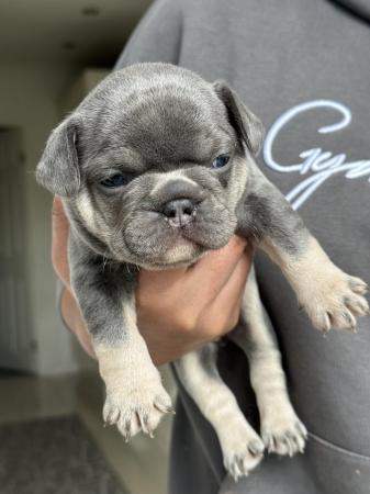 Image 24 of KC registered French Bulldogs