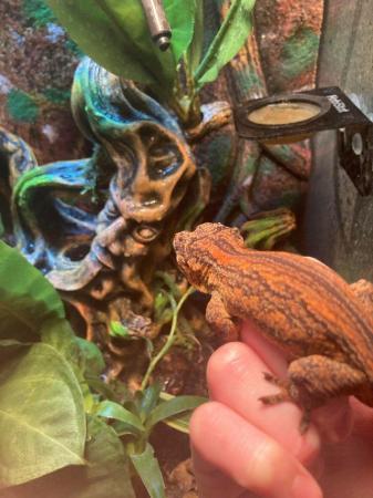Image 3 of ~2 Year 9 Month Old Orange Striped Gargoyle Gecko + Set Up