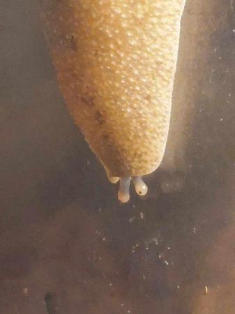 Image 5 of Tropical leatherleaf slug Babies
