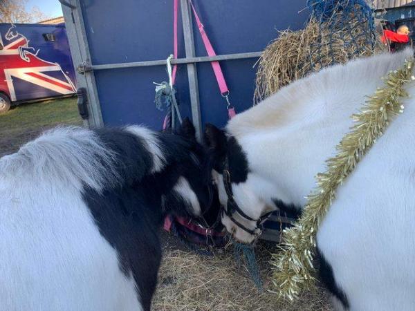 Image 3 of Ponies Wanted Permanent Home Waiting
