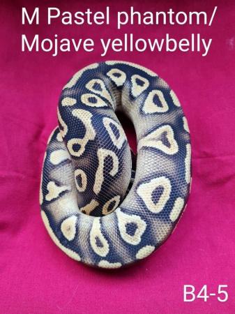 Image 5 of Male pastel phantom or mojave yellowbelly royal python