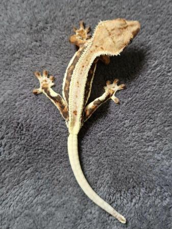 Image 4 of Lilly white crested gecko Pinestipe