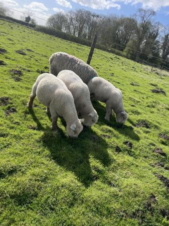 Image 2 of Pedigree Southdown ram lambs
