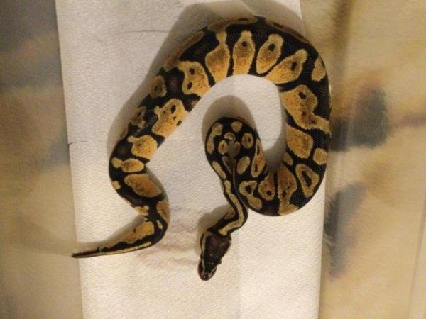 Image 4 of Mojave pastel het ghost baby ball python
