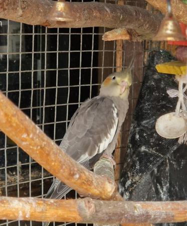 Image 6 of Lovely baby cockatiel for sale