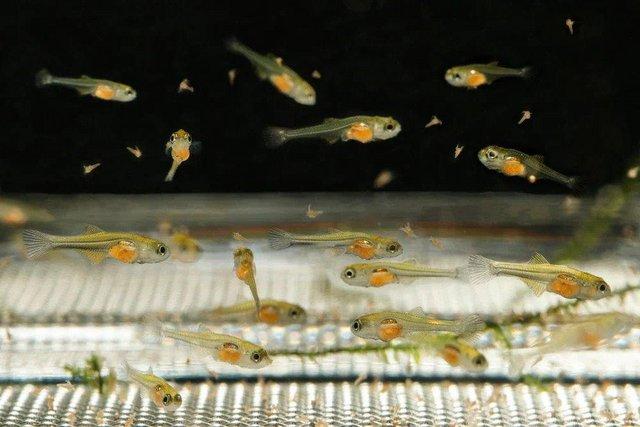 Image 3 of Aquarium Baby Brine Shrimp for Fish Fry