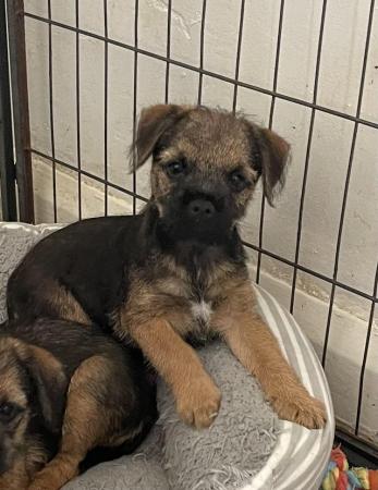 Image 12 of KC registered Border Terrier puppies