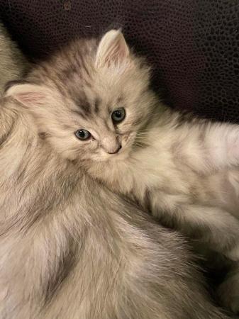 Image 9 of 2BEAUTIFUL MAINE COON MIX FEMALES( BOTH RESERVED)