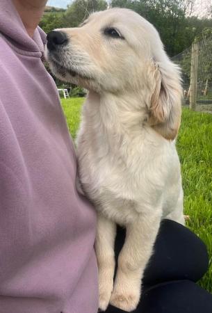 Image 22 of Fully Vaccinated KC Registered Golden Retriever Puppies