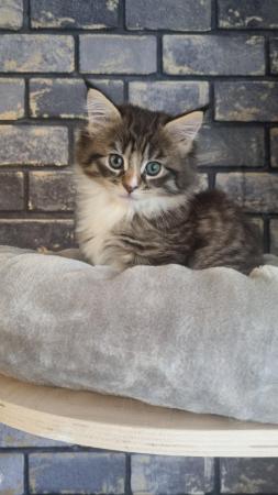 Image 4 of GCCF Pedigree Maine coon Kitten female READY NOW