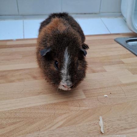 Image 5 of 6 month Old Male Teddy Guineapigs