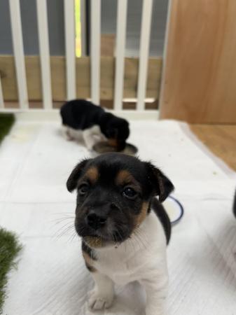 Image 9 of Jack Russell puppies ** two boys left**