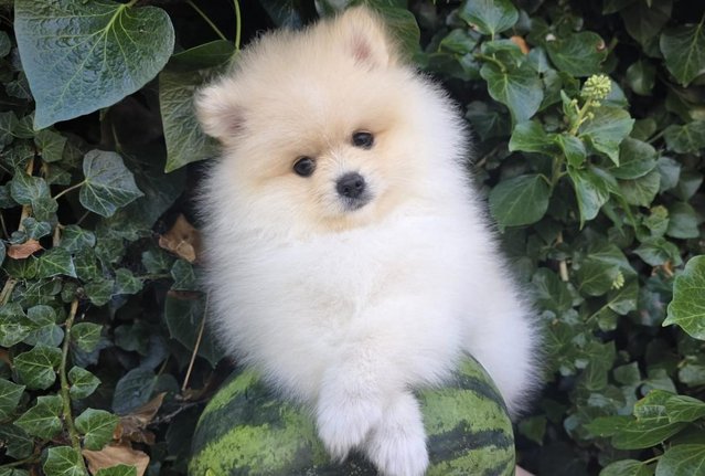 Image 5 of Fluffy KC registered Pomeranian Puppies