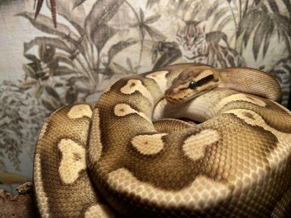 Image 2 of Royal python with vivarium