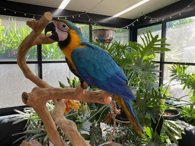 Preview of the first image of Blue and Gold Macaw baby.
