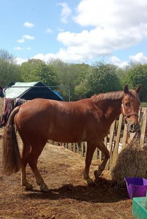 Image 3 of ! 14hh super handsome whp show potential!!Open to offers