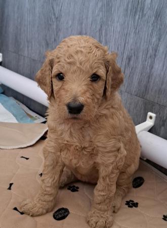 Image 15 of Standard poodle puppies