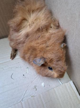 Image 1 of Trio of Baby Male Guinea Pigs For Sale