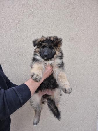Image 24 of Stunning long coat kc registered german shepherd puppies