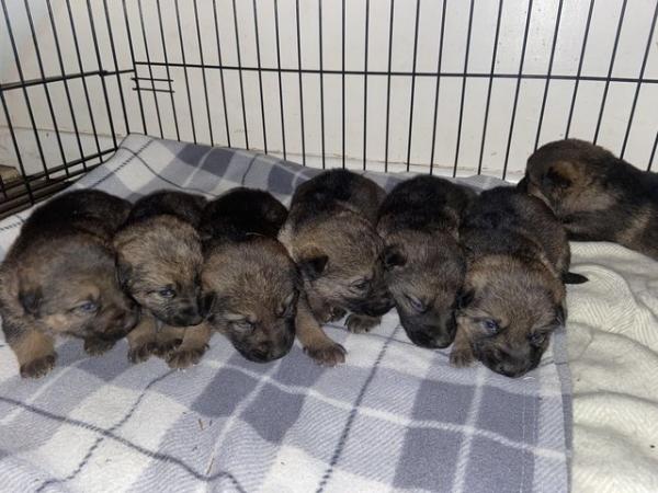 Image 4 of *READY TO LEAVE* German shepherd puppies