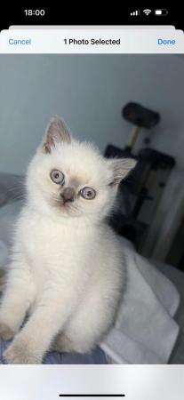 Image 4 of British short Hair kitten. For sale