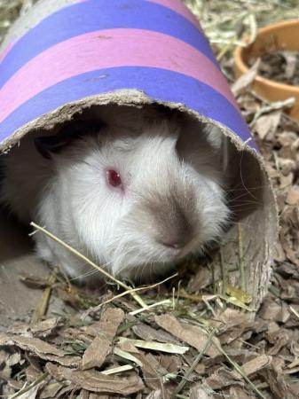 Image 5 of Male and female Guinea Pigs for sale