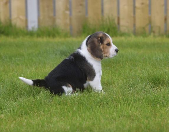 Image 7 of Gorgeous, Chunky Beagle Puppies
