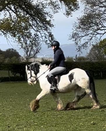 Image 14 of Gorgeous ride and drive 5yo 13.2 very chunky gelding