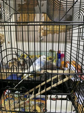 Image 4 of 2 Baby Budgies and cage