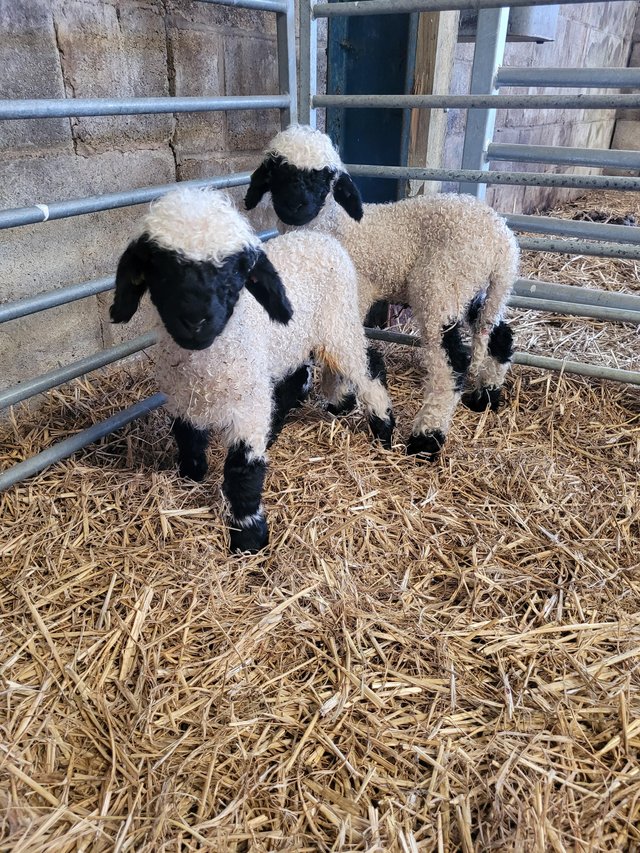 Preview of the first image of Valais Blacknose lambs for sale.