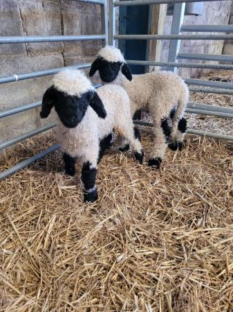 Image 1 of Valais Blacknose lambs for sale
