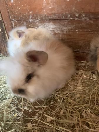 Image 5 of Quality double maned lion lop baby rabbits