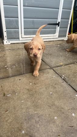 Image 4 of KC Registered female Labrador Puppies