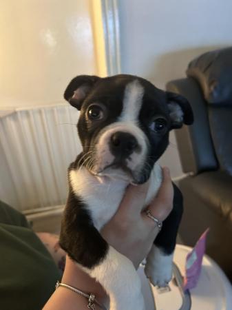 Image 3 of Boston Terrier Pup Last Male Ready Friday