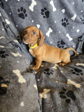 Image 7 of Smooth dachshund puppies ** READY TO LEAVE**