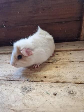 Image 9 of Young Boar Guinea Pigs For Sale
