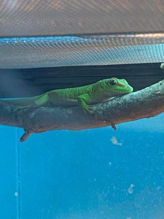Image 1 of Captive bred giant day gecko 6 months old