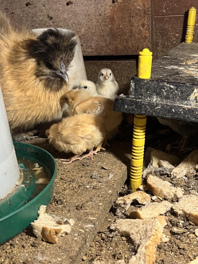 Preview of the first image of Silkie mum with 10 chicks for Sale.
